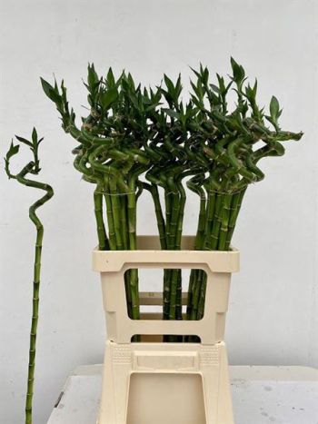 DRAC S LUCKY BAMBOO 70CM