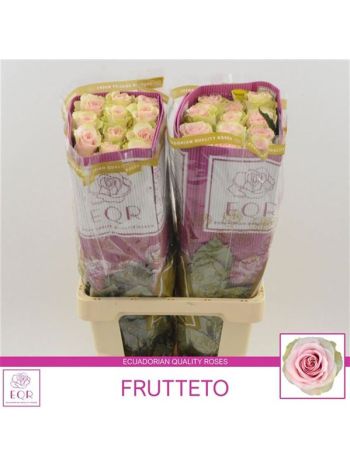 R GR5 FRUTTETO