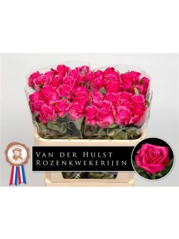 R GR KISS ME KATE 70CM