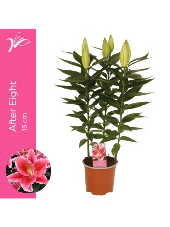 LILIUM AFTER EIGHT