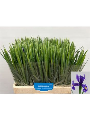 IRIS BLUE MAGIC