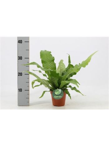 MICROS M CROCODYLLUS