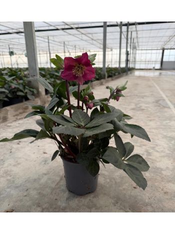 HELLEBORUS RED PRINCESS