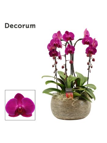 PHAL SYMP MIX CASCADE 3 ÁG PURPLE