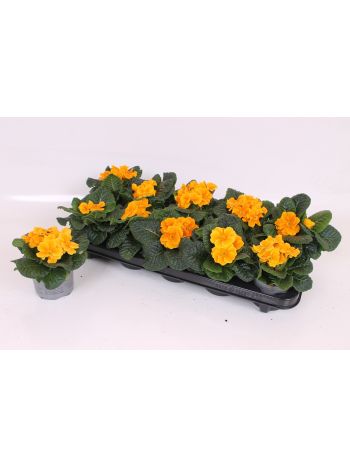 PRIM AC ORANGE