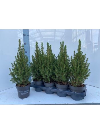 PICEA GL CONICA