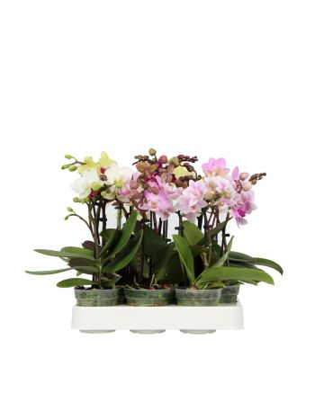 PHAL MINI SWEETY GEM