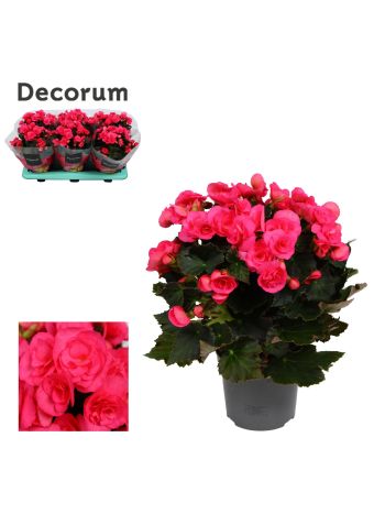 BEG ADONIA PINK