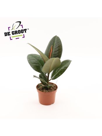 FIC ELASTICA ROBUSTA