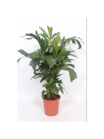 CARYOTA MITIS 180 CM