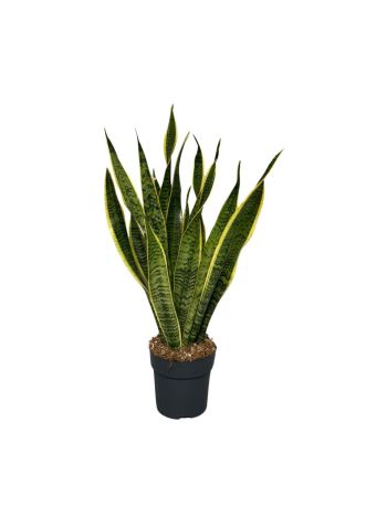 SANSEVIERIA LAURENTII