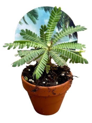BIOPHYTUM SENSITIVUM
