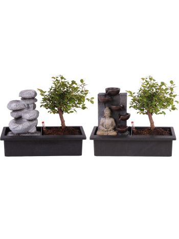 BONSAI GEM CSOBOGÓS
