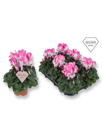 CYCL FUSION PINK