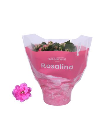 ZZ KAL ROSALIE DON NANDO