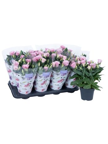 EUST JULIETTA PINK