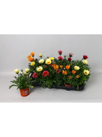 GAZANIA GAZOO GEM
