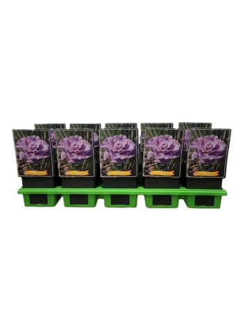 IRIS SIBIRICA PINK PARFAIT