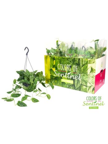 SCIND PICT ARGYRAEUS AKASZTÓS