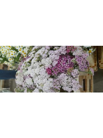 ZZ HU ACHILLEA CSOKOR