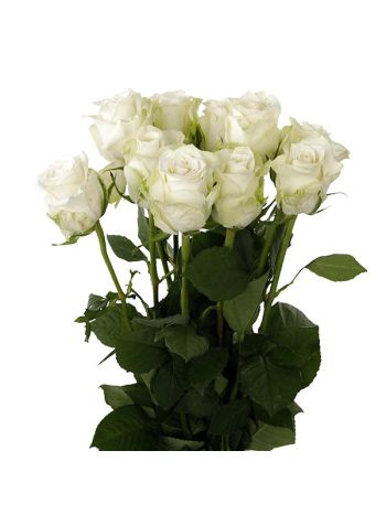 R  KB GR5  F. ADALONIA