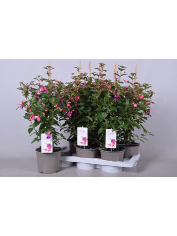 FUCHSIA B F SUSANNA