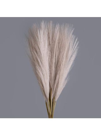Pampafű köteg- 10 szál- 48cm magas - Púder barna