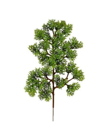 Ciprus bokor- magasság: 34cm