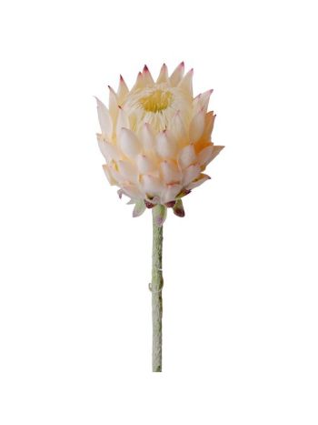 Protea selyemvirág szál- 60.5cm magas - Pezsgő