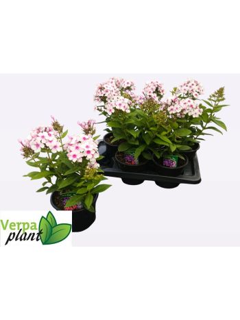 PHLOX P FAMOUS W EYE