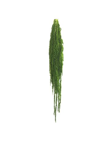 ZVB AMARANTHUS LEMON GREEN 3421774124872