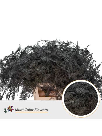 ASP OV KLB H% - AUBERGINE