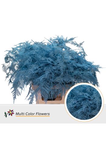 ASP OV KLB H% - BLAUW LICHT