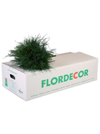 ZO TREEFERN