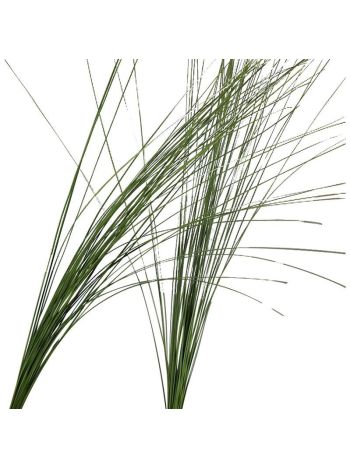 ZO STEELGRASS