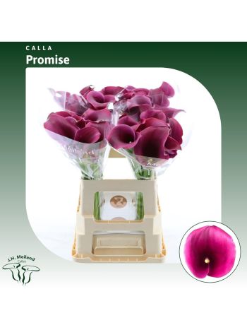 ZANT CAPT PROMISE 60CM