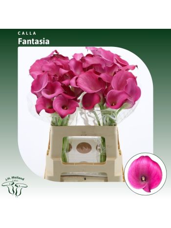 ZANT FANTASIA 60CM