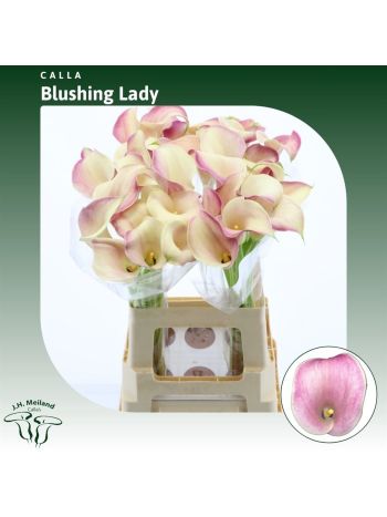 ZANT BLUSHING LADY 65CM