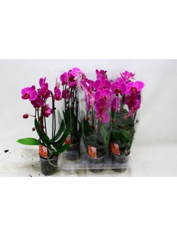 PHAL 2 ÁG CASCADE MAGENTA