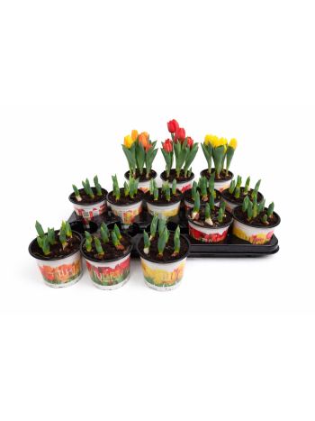 ZZ TULP BABY GEM 12CM