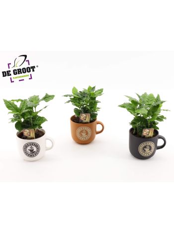 COFFEA ARABICA BÖGRÉS