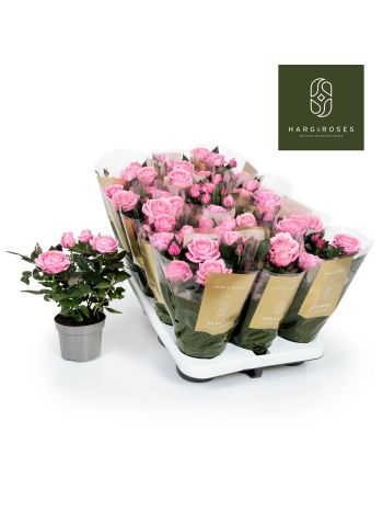 ZZ ROSA KORDANA ADEL