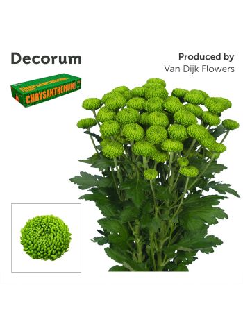 CHR T DELIGREEN