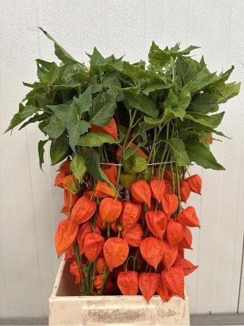 PHYSALIS LAMPION TAK