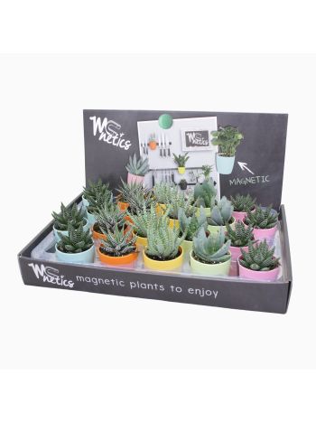 ALOE HAWORTIA MÁGNES KASPÓS