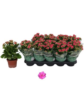 KAL ROSALIE NANDO PINK