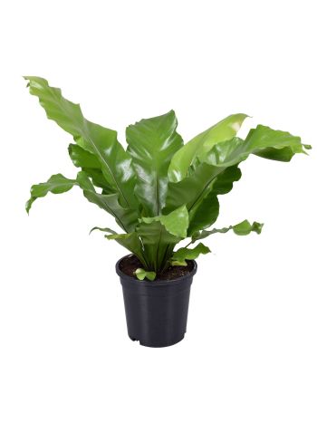 ASPLENIUM NIDUS