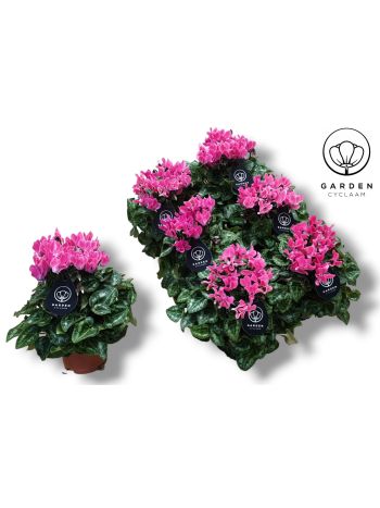 CYCL GARDEN LICHT ROZE
