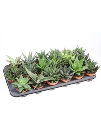 ALOE HAWORTHIA MIX