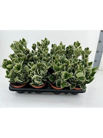 EUONYMUS JAPONICUS KATY